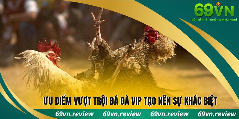 Ưu điểm vượt trội đá gà VIP tạo nên sự khác biệt